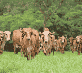 गाय